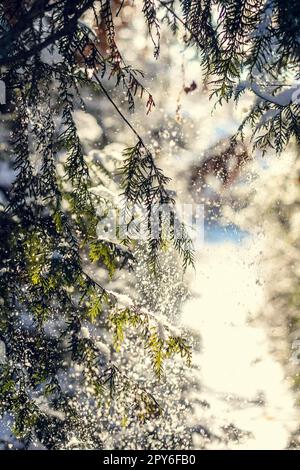 Primo piano la neve che cade dai rami del pino concept photo Foto Stock