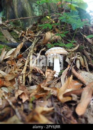 Il fungo Parasol Macrolepiota procera è una specie di funghi della famiglia dei champignon. I corpi di frutta sono centrali a forma di cappuccio. Saprotroph, cresce su terreni sabbiosi in foreste leggere con radure e bordi Foto Stock