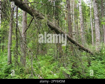 Bioma Taiga dominato da foreste di conifere. Picea abete rosso, genere di conifere sempreverdi della famiglia dei pini Pinaceae. Russia, Carelia, Orzega. Foresta densa. Terribile ciotola. Foresta selvaggia deserta. Foto Stock