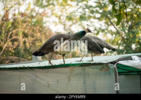 Bel pavone. Peacock che mostra la sua coda, Peacock con ali spalmato in profilo. Foto Stock