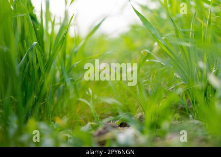 Le giovani piante di grano che crescono sul terreno, stupendi campi infiniti di erba di grano verde vanno all'orizzonte. Foto Stock