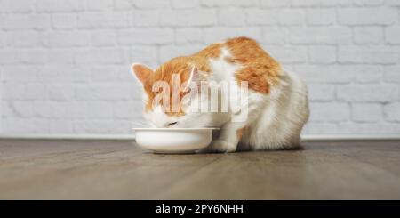 Un gatto carino che mangia cibo da una ciotola. Foto Stock