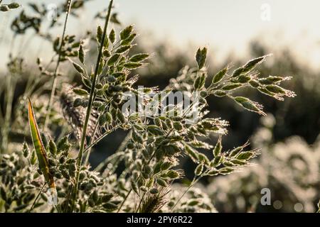 Primo piano rugiada su piante crescente concetto foto Foto Stock