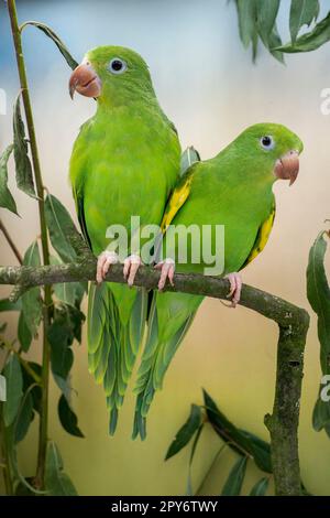 parakeet giallo-chevroned Foto Stock