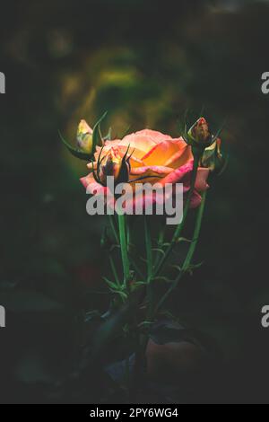 Rosa da giardino, rosa gialla, rosa in giardino, rosa da giardino bengalese Foto Stock