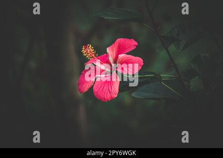 Rosa ibisco, rosa cinese, ibisco hawaiano, fiore di malva rosa in giardino, fuoco selettivo Foto Stock