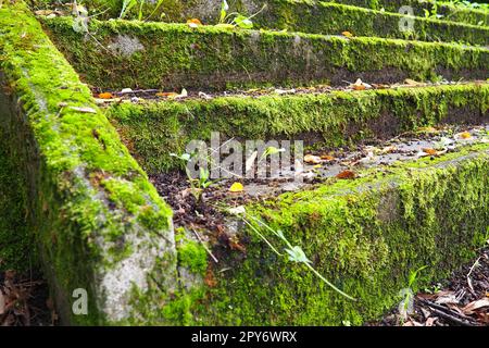 Scala esterna coperta di muschio, muffa e altra vegetazione. Banja Koviljaca, Loznica, Serbia. Rovine di un edificio. Foto Stock