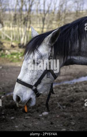 Testa di cavallo in una fattoria Foto Stock