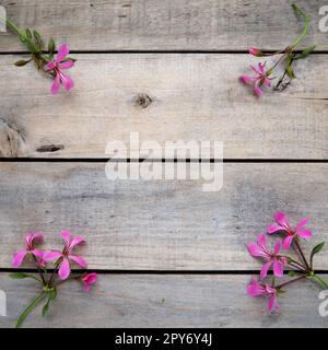 infiorescenza di geranio edera rosa su sfondo di legno. Quattro bellissime infiorescenze di geranio edera rosa sono disposte sul tavolo negli angoli. Copia spazio. Spazio libero per il testo. Layout cartolina. Foto Stock