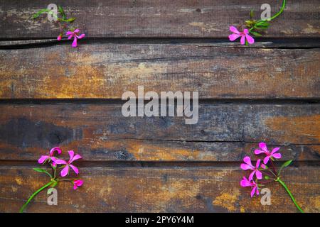 infiorescenza di geranio edera rosa su sfondo di legno. Quattro bellissime infiorescenze di geranio edera rosa sono disposte sul tavolo negli angoli. Copia spazio. Spazio libero per il testo. Layout cartolina. Foto Stock