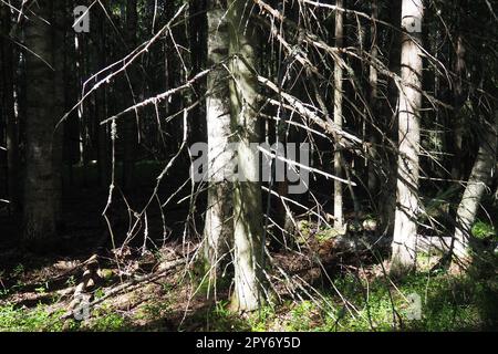 Bioma Taiga dominato da foreste di conifere. Picea abete rosso, genere di conifere sempreverdi della famiglia dei pini Pinaceae. Russia, Carelia, Orzega. Foresta densa. Terribile ciotola. Foresta selvaggia deserta. Foto Stock