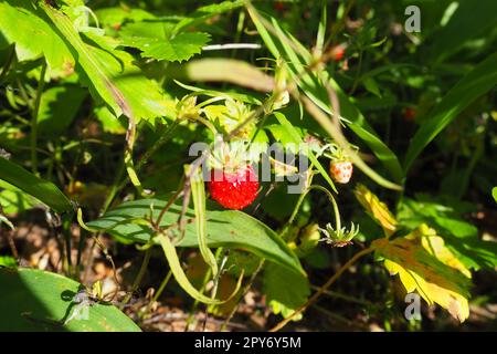 Strawberry Fragaria è un genere di piante erbacee perenni della famiglia delle rose Rosaceae. Un aspetto selvaggio. Fragole selvatiche nella foresta. Taiga, Carelia, Orzega Foto Stock