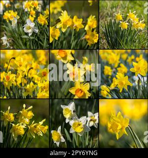 Collage con Narciso pseudonarciso, fiori di narciso gialli e bianchi in un parco Foto Stock
