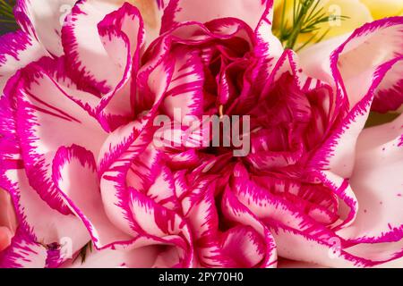 Fiori testa di garofano colorato (Dianthus), delicati petali primo piano Foto Stock