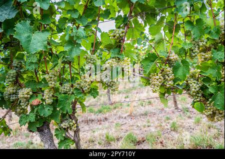 Le uve da vino giallo brillante pendono su una pianta di vite in un paese di vino durante l'autunno, foglie verdi intorno alle uve Foto Stock