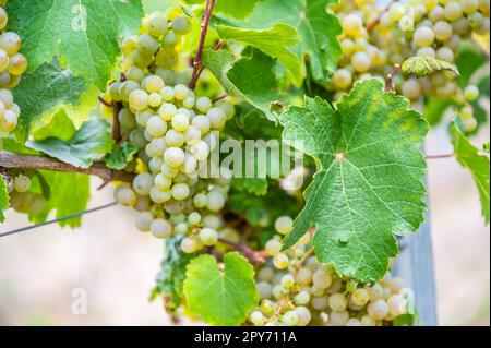 Primo piano le uve da vino giallo brillante appendono ad una pianta di vite in una regione vinicola durante l'autunno, foglie verdi intorno alle uve Foto Stock