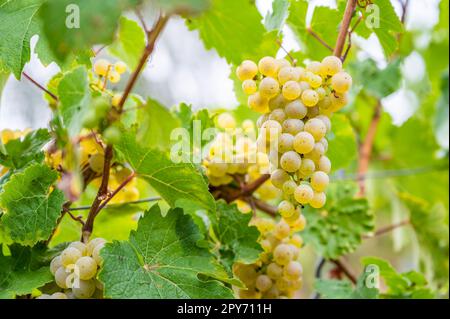 Primo piano le uve da vino giallo brillante appendono ad una pianta di vite in una regione vinicola durante l'autunno, foglie verdi intorno alle uve Foto Stock