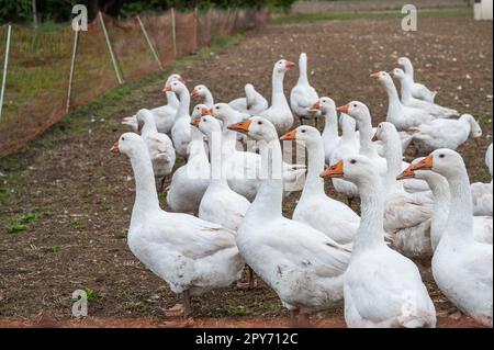 Gruppo di anatre bianche, oche in una fattoria alla ricerca di cibo Foto Stock