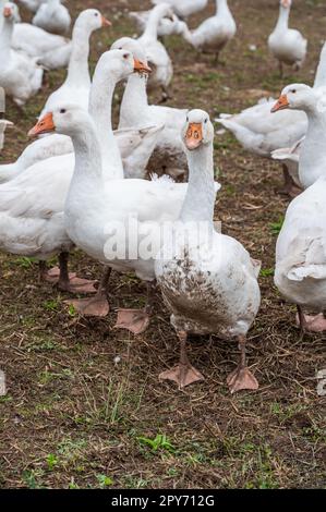 Primo piano gruppo di anatre bianche, oche in una fattoria alla ricerca di cibo Foto Stock