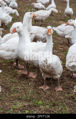 Primo piano gruppo di anatre bianche, oche in una fattoria alla ricerca di cibo Foto Stock