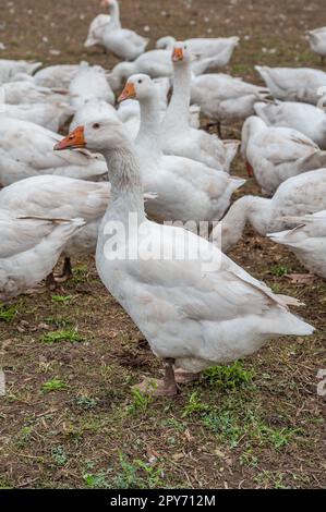 Primo piano gruppo di anatre bianche, oche in una fattoria alla ricerca di cibo Foto Stock