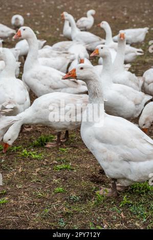 Primo piano gruppo di anatre bianche, oche in una fattoria alla ricerca di cibo Foto Stock