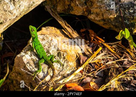 Lucertola verde caraibica su pietra di roccia Playa del Carmen Messico. Foto Stock