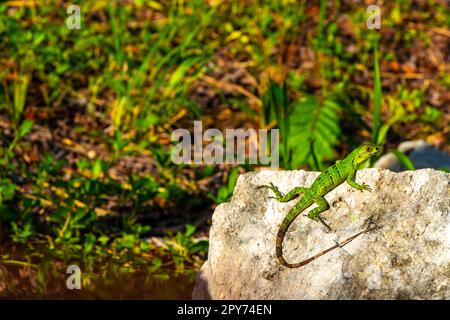 Lucertola verde caraibica su pietra di roccia Playa del Carmen Messico. Foto Stock