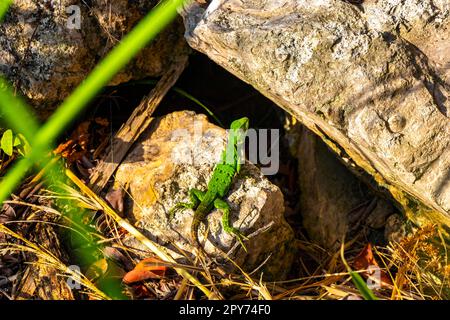 Lucertola verde caraibica su pietra di roccia Playa del Carmen Messico. Foto Stock