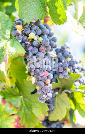 Primo piano di grappoli di uva di colore blu appesi su una pianta di vite nel mese di settembre prima della vendemmia Foto Stock