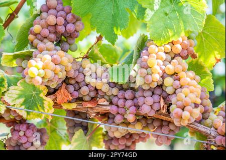 Primo piano mazzetti di uva viola gialla appendono su una pianta di vite nel mese di settembre prima della vendemmia Foto Stock