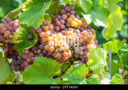 Primo piano mazzetti di uva viola gialla appendono su una pianta di vite nel mese di settembre prima della vendemmia, foglie verdi di fronte Foto Stock