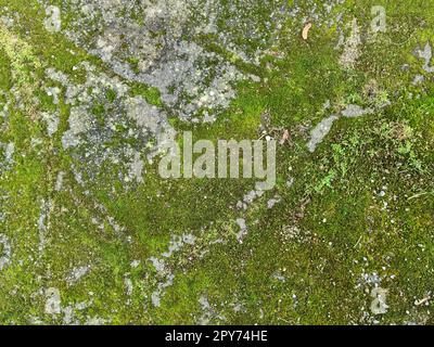 Vista ravvicinata dettagliata con diverse texture di muschio su un terreno forestale Foto Stock