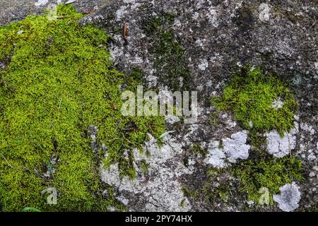 Vista ravvicinata dettagliata con diverse texture di muschio su un terreno forestale Foto Stock