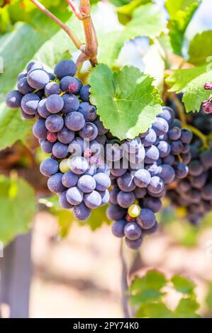 Primo piano mazzetti di uva di colore blu appendono su una pianta di vite nel mese di settembre prima della vendemmia, giorno di sole Foto Stock