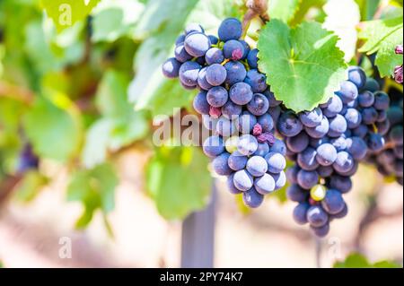 Primo piano di grappoli di uva di colore blu appesi su una pianta di vite nel mese di settembre prima della vendemmia Foto Stock