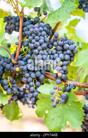 Primo piano di grappoli di uva di colore blu appesi su una pianta di vite nel mese di settembre prima della vendemmia Foto Stock