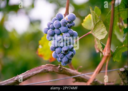 Mazzo di belle uve viola blu appese su una pianta di vite in un vigneto durante la stagione del raccolto Foto Stock