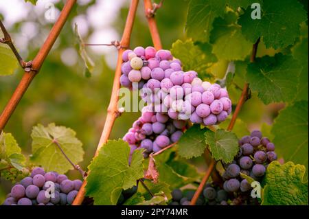 Mazzo di belle uve viola appese su una pianta di vite in un vigneto durante la stagione del raccolto Foto Stock