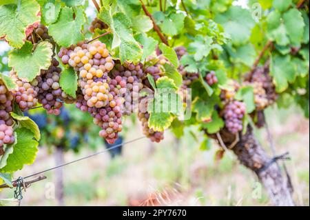 Mazzetti di uve viola gialle appendono su una pianta di vite nel mese di settembre prima della vendemmia Foto Stock