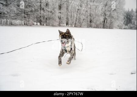 Akita inu Dog con pelliccia grigia corre attraverso la neve durante l'inverno Foto Stock
