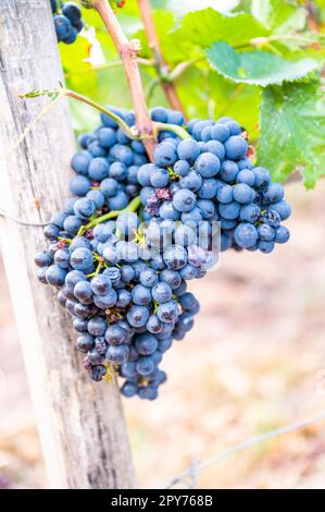 Primo piano le uve da vino blu appendono ad una pianta di vite in una regione vinicola durante l'autunno, foglie verdi intorno alle uve Foto Stock