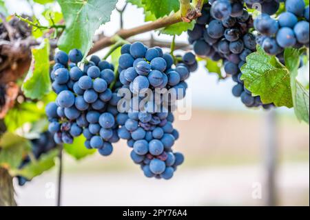 Primo piano le uve da vino blu appendono ad una pianta di vite in una regione vinicola durante l'autunno, foglie verdi intorno alle uve Foto Stock