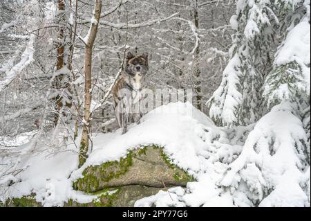 Cane Akita Inu con pelliccia grigia in piedi su una roccia con neve durante l'inverno, guardando la macchina fotografica Foto Stock