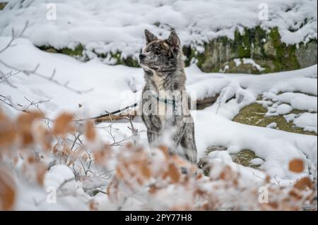 Cane Akita inu con pelliccia grigia nella neve durante l'inverno con un sacco di foglie di colore arancione davanti Foto Stock