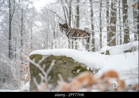 Cane Akita inu con pelliccia grigia in piedi su una roccia nella foresta durante l'inverno con un sacco di neve, vista laterale Foto Stock