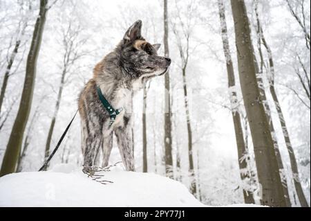 Carino cane Akita Inu con pelliccia grigia in piedi su una roccia nella foresta durante l'inverno con un sacco di neve Foto Stock