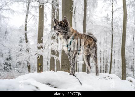 Carino cane Akita Inu con pelliccia grigia in piedi su una roccia nella foresta durante l'inverno con un sacco di neve Foto Stock