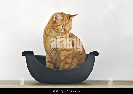 Grazioso gatto rosso seduto in un letto di gatto in stile caverna e che si allontana. Foto Stock