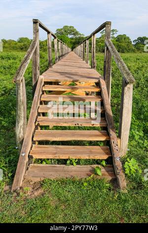 Passeggiata in legno sulla zona paludosa, Pantanal Wetlands, Mato Grosso, Brasile Foto Stock